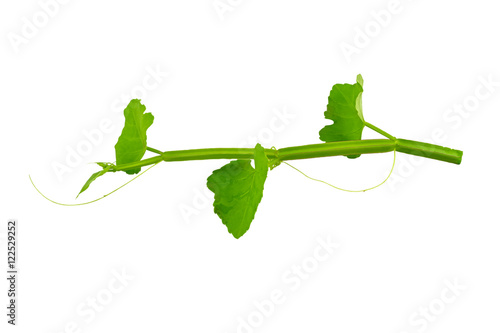 Close up fresh of Cissus Quadrangularis Linn.( Edible - Stemed Vine ) herb for pain treatment on white background.Saved with clipping path.