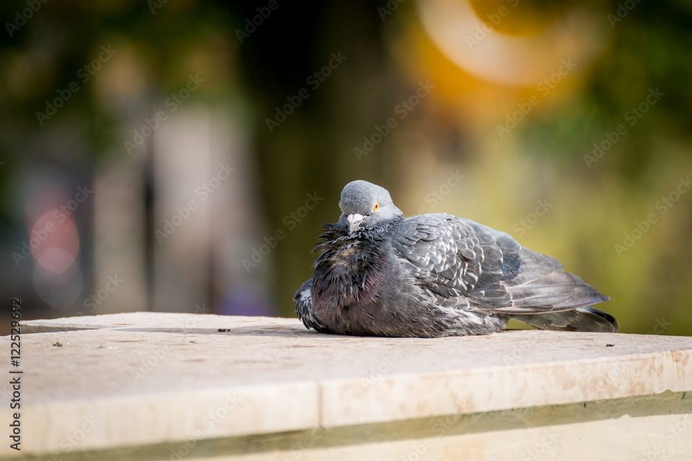 Obraz premium Pigeon des villes