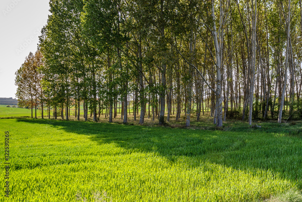 Obraz premium scenery of a forest of poplars in the province of Teruel in Aragon, Spain