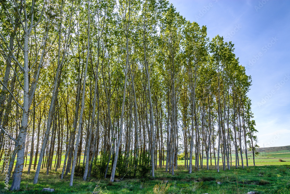 Fototapeta premium scenery of a forest of poplars in the province of Teruel in Aragon, Spain
