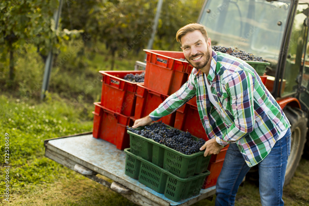 Grape harvest Grape harvest