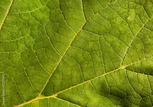 Light green leaf as a natural background