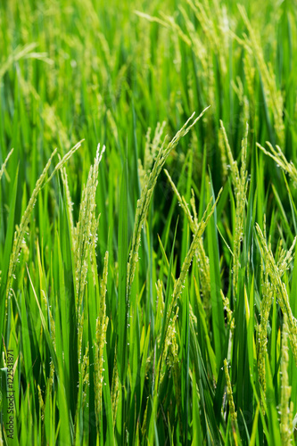 Green rice in the field rice background