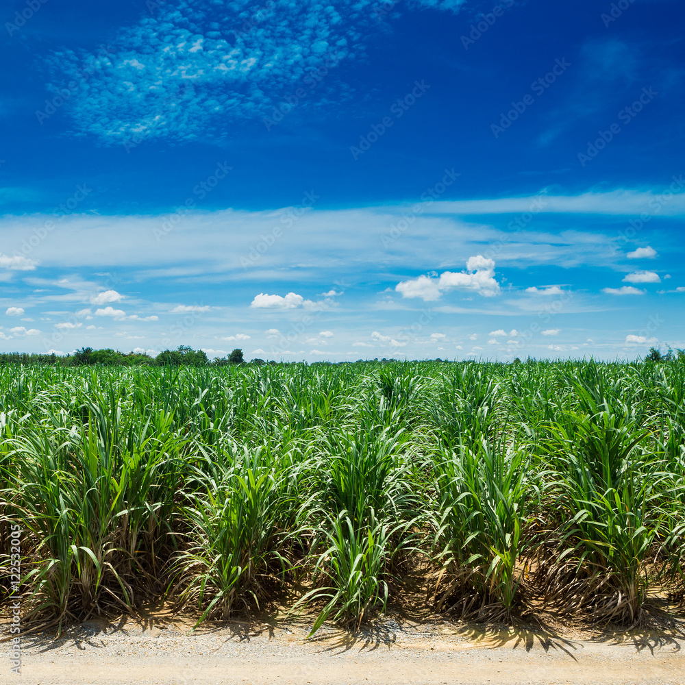 Sugarcane field in blue sky and white cloud in Thailand Sugarcane field in blue sky and white cloud in Thailand