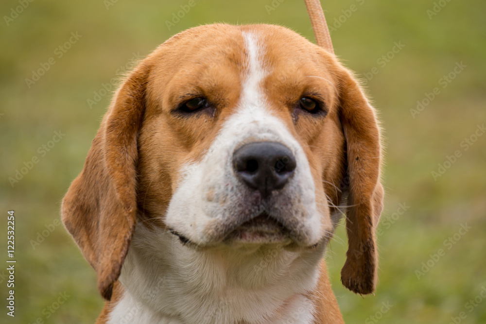 A beagle dog in the garden A beagle dog in the garden