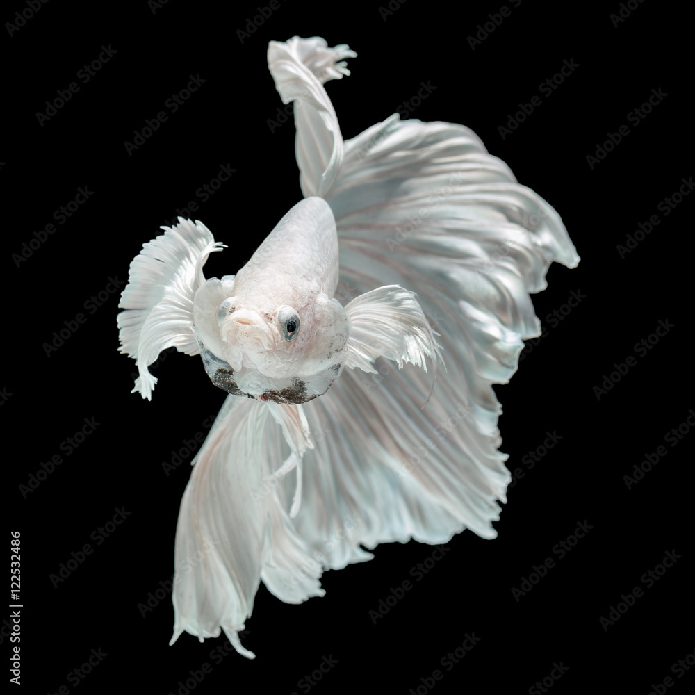 Elephant sales betta fish