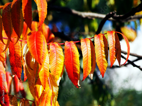 Rhus typhina syn. R. hirta - Staghorn Sumac photo