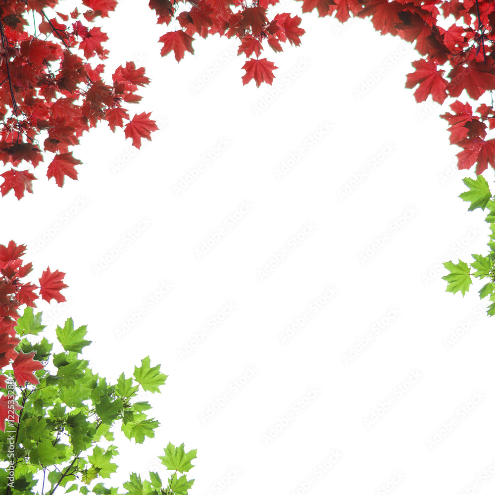 autumn maple leaves on a white background, Acer platanoides autumn maple leaves on a white background, Acer platanoides