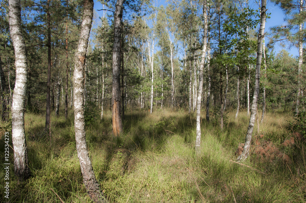 Obraz premium Вид на молодой лес состоящий из берез и сосен