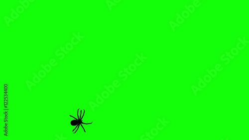 Spider on green screen, CG animated silhouette, seamless loop photo