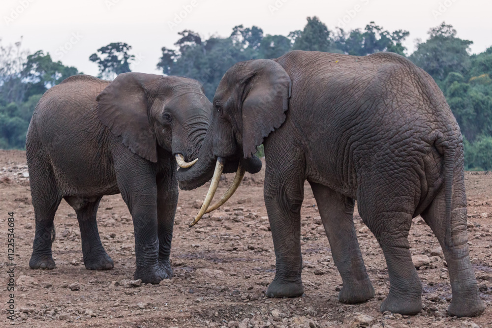Obraz premium słonie całują się