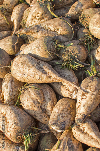 Sugar Beet Background. Pile of Organic Sugar Beet.