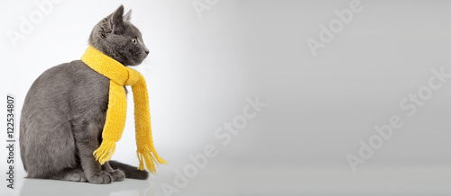 gray kitten in yellow scarf on a white background, smoky cat in