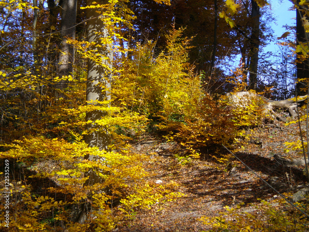 Multicolored autumn leaves in trees at a sunny day Multicolored autumn leaves in trees at a sunny day