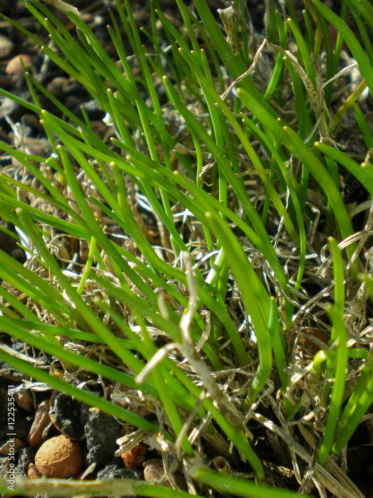 Close up of young chives in the springtime Close up of young chives in the springtime