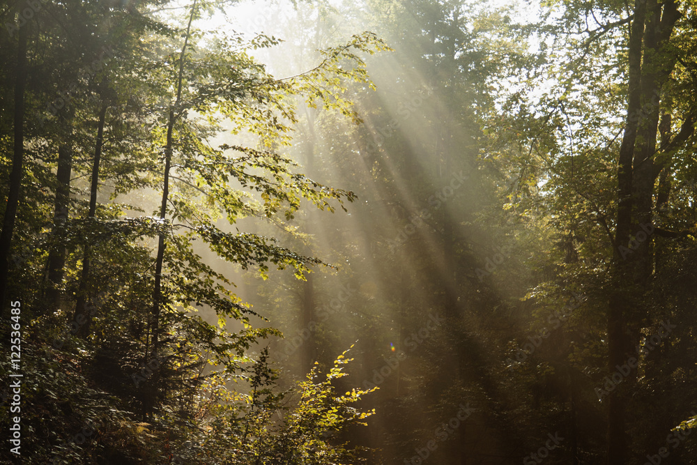 Obraz premium Fantastic foggy forest with a broken road in the sunlight. Sun b