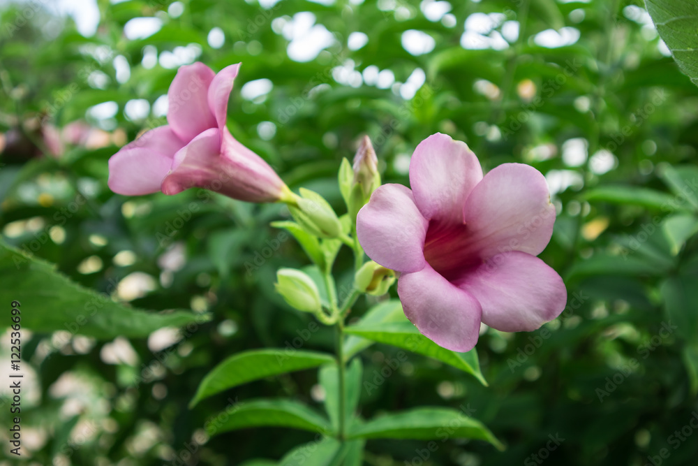 Fototapeta premium flower