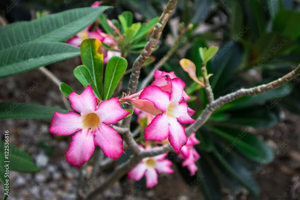 Obraz premium flower
