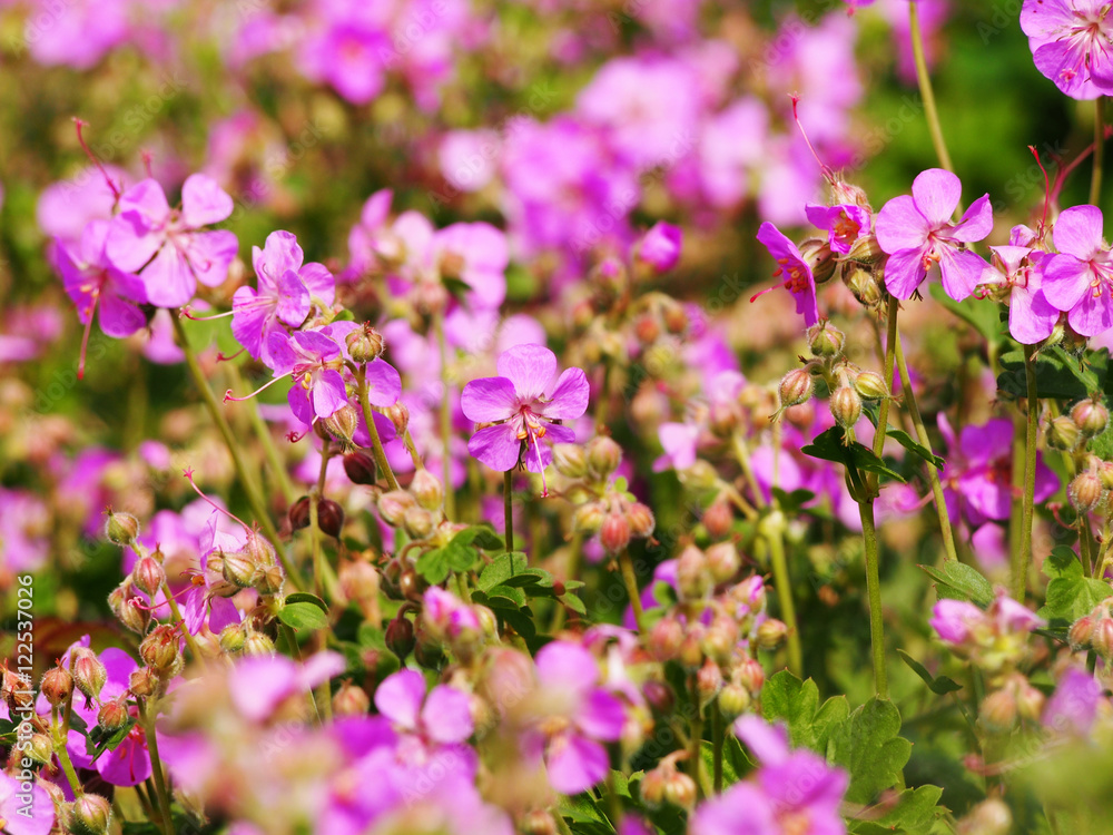 Geranium cantabrigiense 'Cambridge' (dwarf cranesbill) Geranium cantabrigiense 'Cambridge' (dwarf cranesbill)