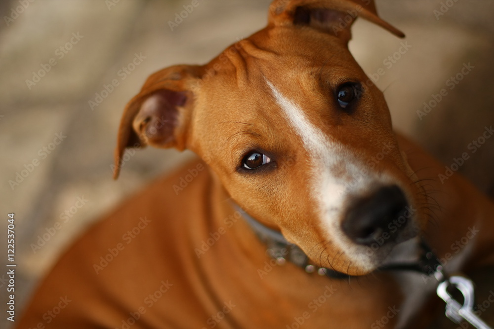 Staffordshire terrier Staffordshire terrier