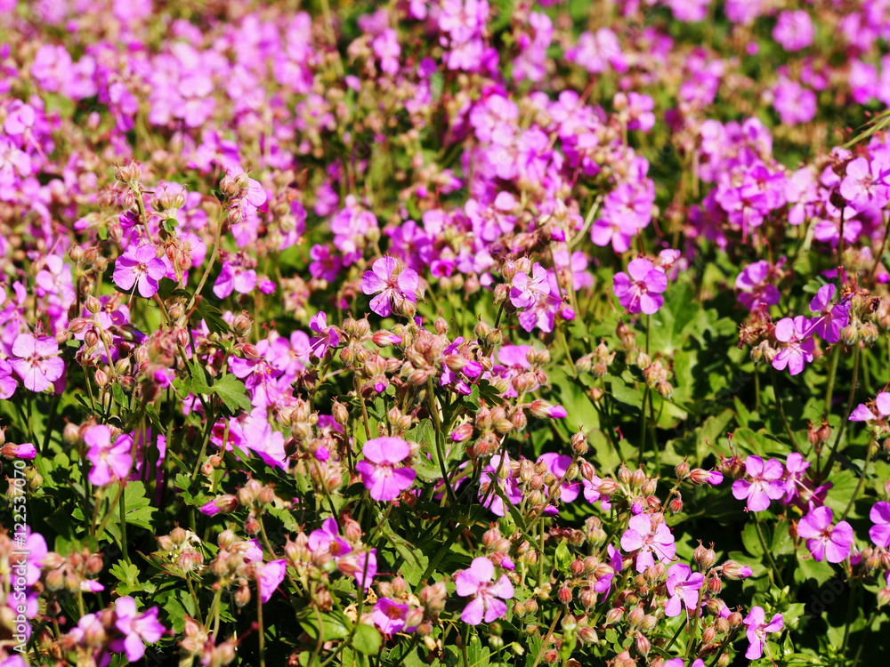 Geranium cantabrigiense 'Cambridge' (dwarf cranesbill) Geranium cantabrigiense 'Cambridge' (dwarf cranesbill)