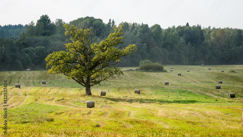 Fototapeta premium autumn field