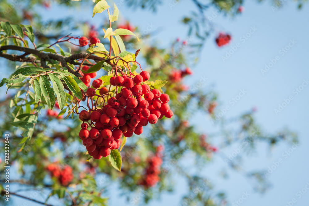rowan berries, Sorbus aucuparia