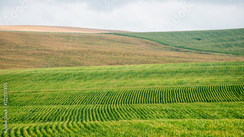 Cultivated field of corn