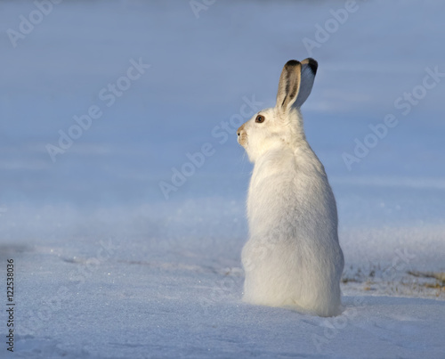 Snowshoe hare on snow photo
