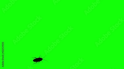 Cockroach on green screen, CG animated silhouette, seamless loop