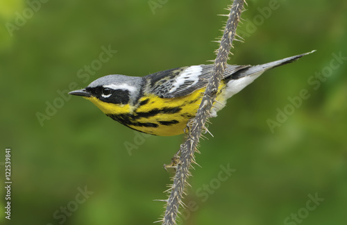 Magnolia Warbler (Dendroica magnolia), Cold Lake Provincial Park, Alberta, Canada photo