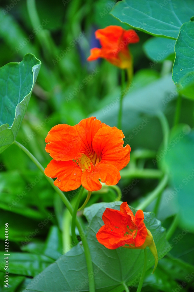 flower flower