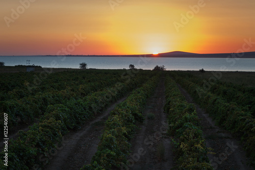 the vineyards of the Kuban.