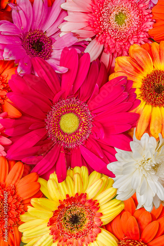 Gerbera Daises