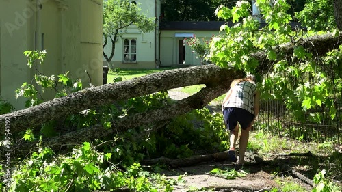 Female house owner walk over fallen tree after storm.