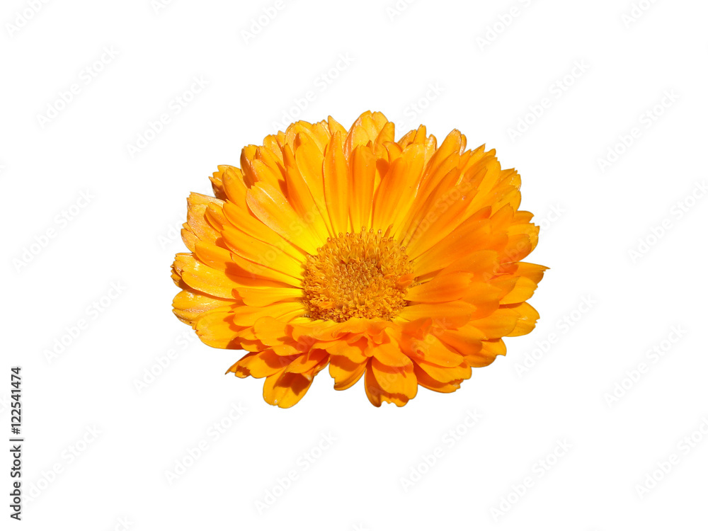 One calendula orange flower isolated on white One calendula orange flower isolated on white