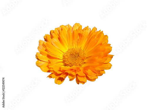 One calendula orange flower isolated on white