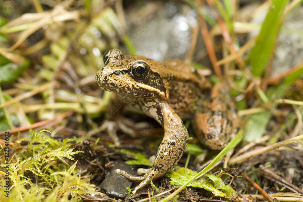 Red-legged frog, Tofino, British Columbia, Canada. Red-legged frog, Tofino, British Columbia, Canada.