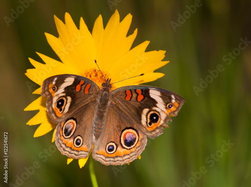 Colorful Common Buckeye butterfly, Junonia coenia, on a yellow Coreopsis flower on a late spring evening