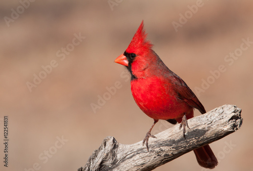 Beautiful bright red Northern Cardinal male sitting on a dry limb © pimmimemom