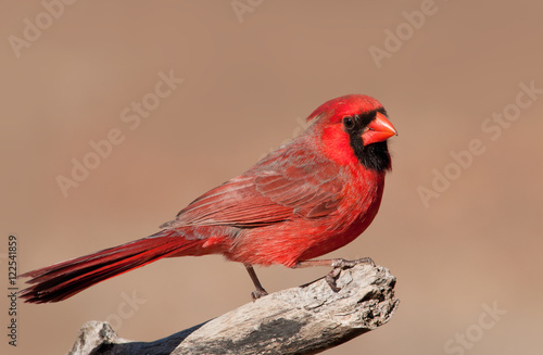 Handsome bright red Northern Cardinal male perched on a limb, against muted winter background