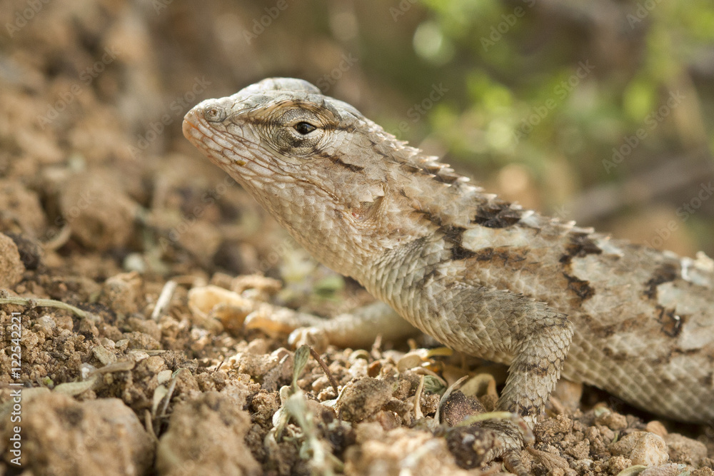 Western Fence Lizard, Sceloporus occidentalis, Arizona, USA Western Fence Lizard, Sceloporus occidentalis, Arizona, USA