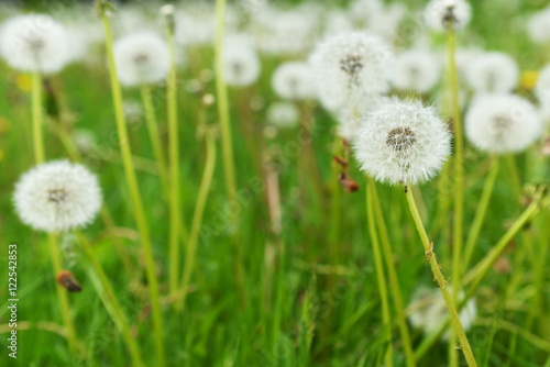 dandelions in field