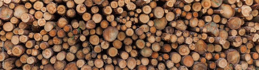 Logging in yorkshire Logging in yorkshire
