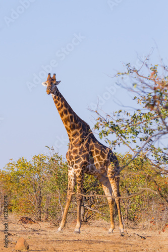 Giraffe from South Africa  Kruger National Park. Africa