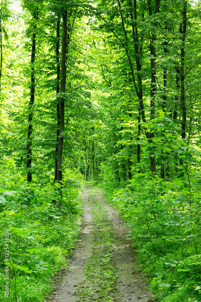 beautiful green forest beautiful green forest