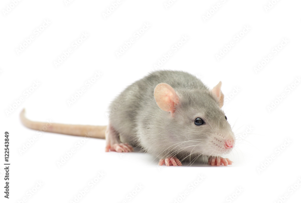 rat isolated on the white background
