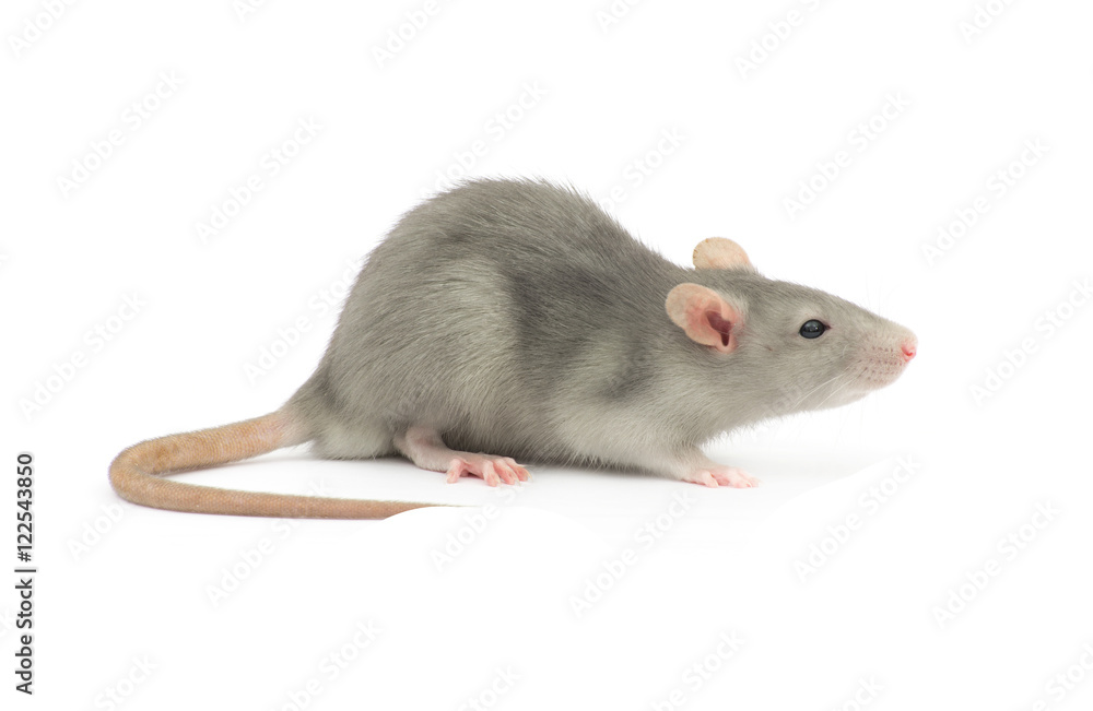 rat isolated on the white background rat isolated on the white background