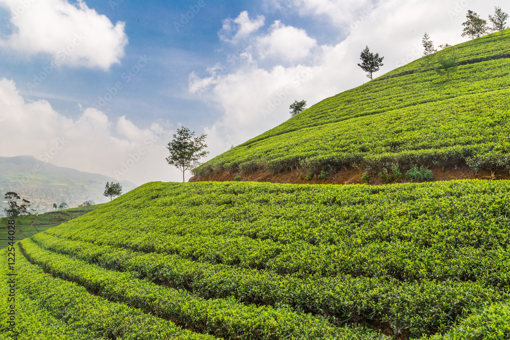 View of the great tea fields in Sri Lanka and its famous tea plants