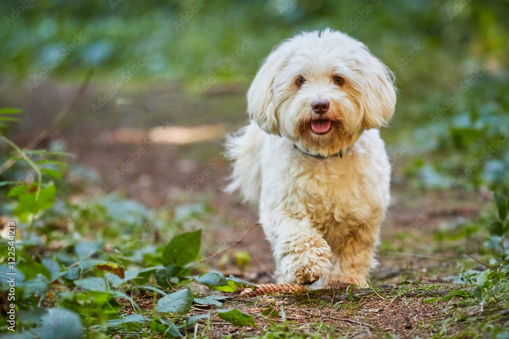 White havanese dog standing in the forest White havanese dog standing in the forest